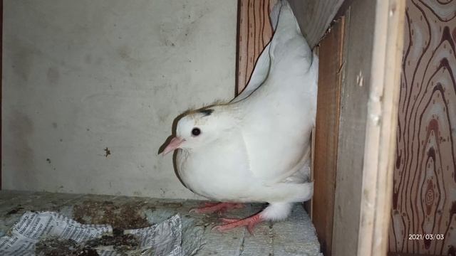 Голуби. яйца ждём пополнения)