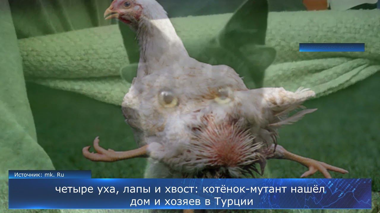 Четыре уха, лапы и хвост: котенок-мутант нашел дом и хозяев смотреть онлайн