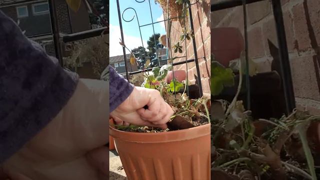 worlds smallest garden part 2 смотреть онлайн