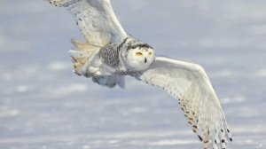 Все о птицах ' Полярная сова'
