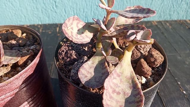 Kalanchoe Humilis