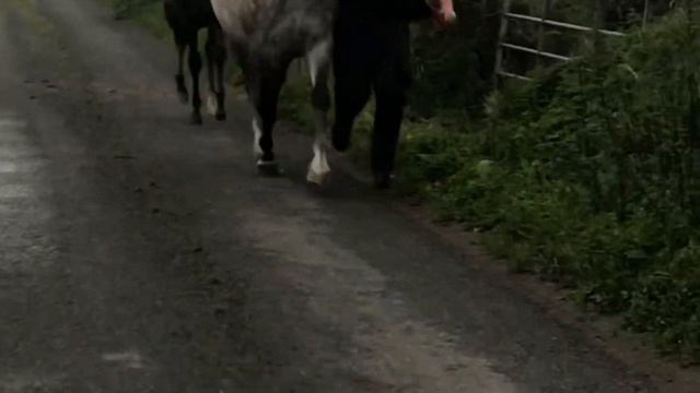 Filly Foal by Glenwood Cornet смотреть онлайн