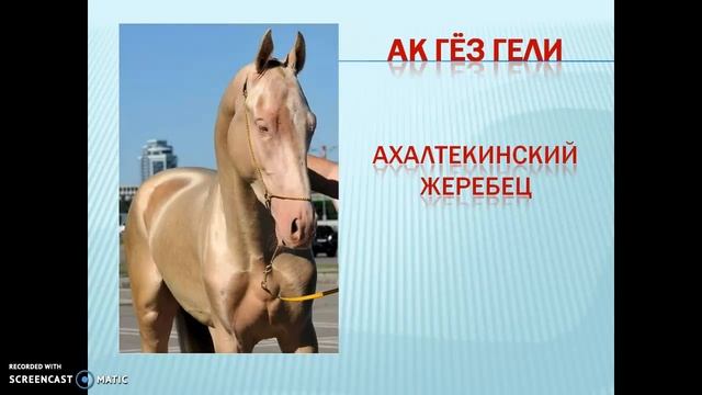 Топ самых красивых коней мира смотреть онлайн