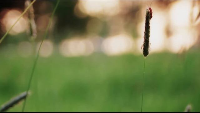 Canon 550D + 50mm 1.8 test смотреть онлайн