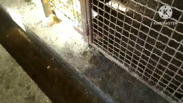 Будни в Свинарнике❗ Обход и управление по хозяйству ❗ porci смотреть онлайн