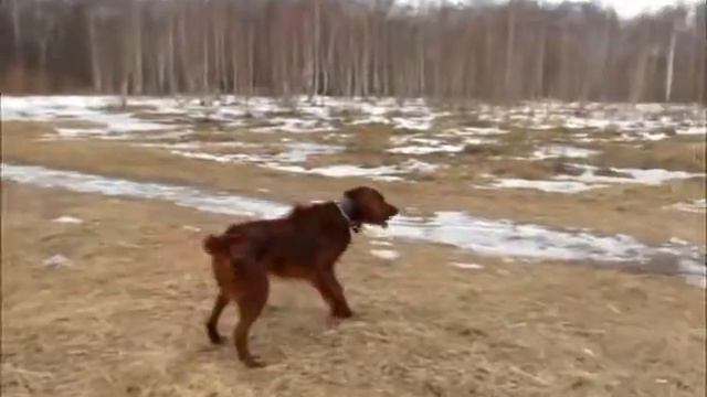 Сеттер и бассенджи смотреть онлайн