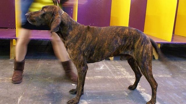 Plott Hound - TOP 10 Interesting Facts