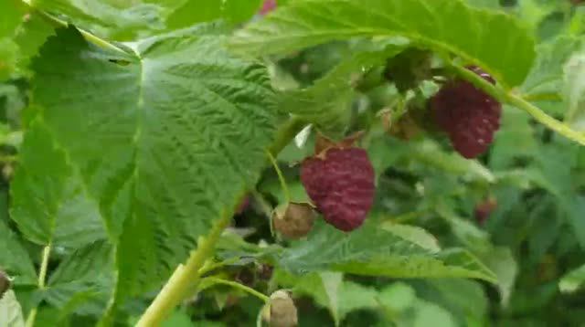 Урожайная малина смотреть онлайн