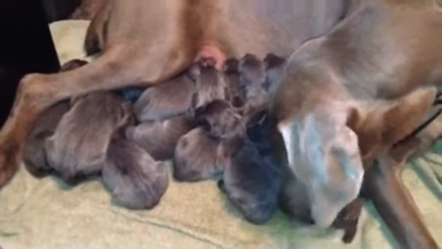 Wrigley's blue Weimaraner pups born June 17th смотреть онлайн