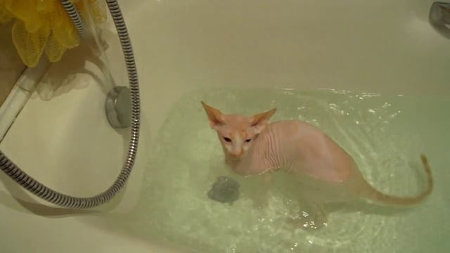 Канадский сфинкс-ТАША.Приятное купание. смотреть онлайн