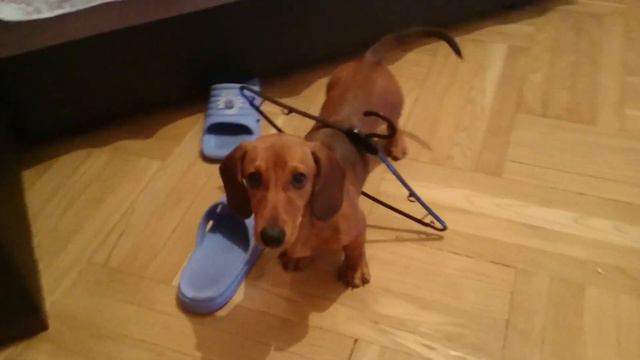 такса и вешалка funny dachshund смотреть онлайн
