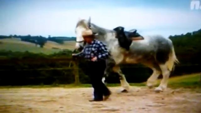 Нодди. Самый высокий конь. смотреть онлайн