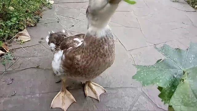 На завтрак виноградные листья смотреть онлайн