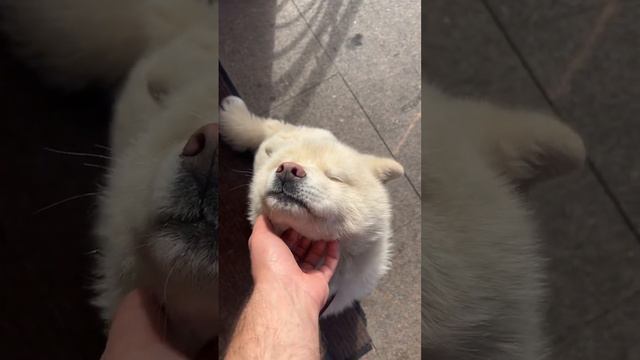 Собака улыбака #акитаину #dog #акита #puppy #dogslove #akita #собака смотреть онлайн
