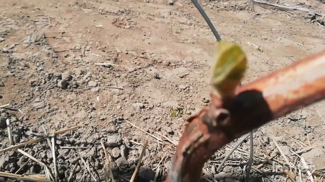заморозки на винограднике 29.04.2023 года. Гомельская обл. смотреть онлайн