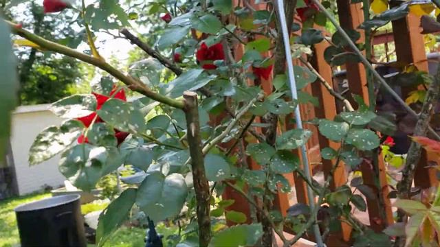 Don Juan rose смотреть онлайн