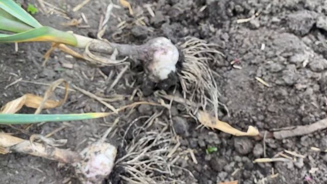 уборка Озимого?Чеснока по Лунному календарю//Озимый чеснок крупный сорт Марина смотреть онлайн