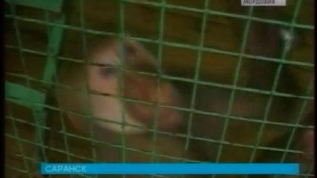 В Саранском зоопарке недавно появился символ наступающего года – гамадрил Тёма