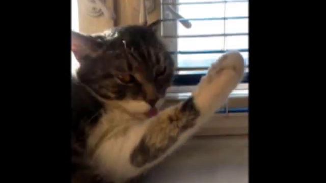 Мура Муся умывается