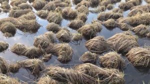 Скрадок или маскировка для охоты на уток!