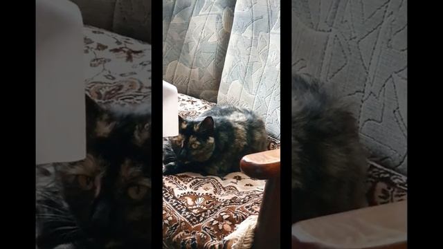 Черепаховая кошка Кима смотреть онлайн