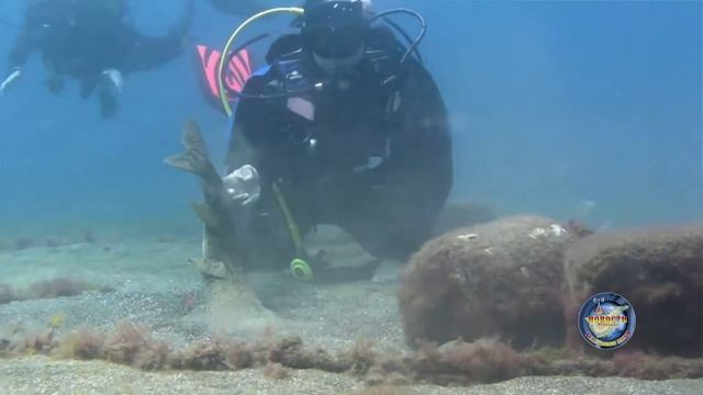 Акула Ангел смотреть онлайн