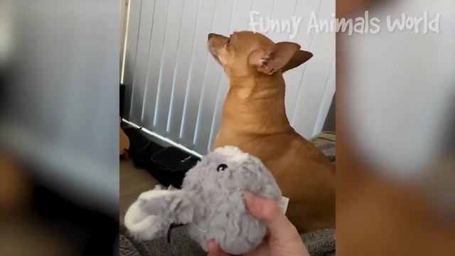 Смешные моменты с котами и собаками 2023 | Лучшие приколы с домашними питомцами №45 смотреть онлайн