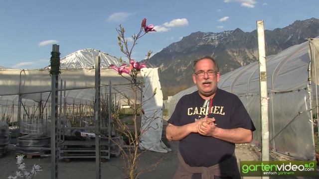 Magnolia liliiflora Susan смотреть онлайн