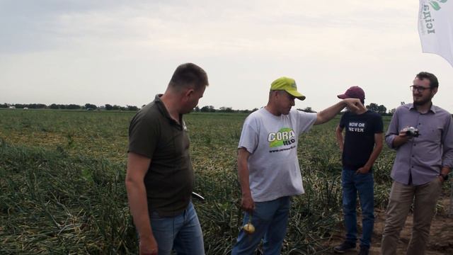 Цибуля із гарною лускою. Добре підходить для створення конвеєру. Скінер на дні поля смотреть онлайн