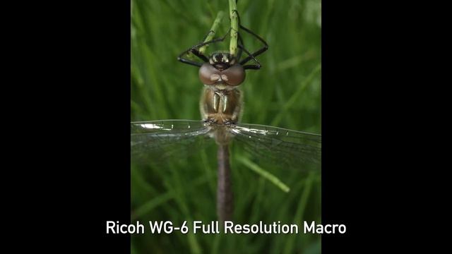 DPReview TV: Waterproof Compact Camera Roundup 2019 (Ricoh WG-6, Olympus TG-6, Panasonic TS7 / FTZ)