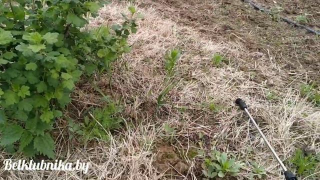 ?Гербициды для клубники.? Сравнение Фюзилад форте и Лонтрел 300Д. Belklubnika.by смотреть онлайн