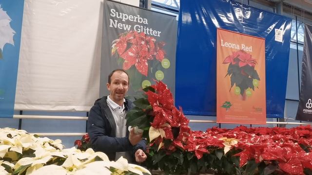 Poinsettia: Superba New Glitter – IT смотреть онлайн