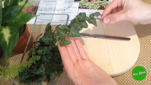 Плющ | Плющ садовый | Укоренение плюща в воде | Пробуем выращивать плющ садовый в Подмосковье смотреть онлайн