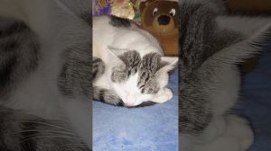 Егорушка❤, или безмолвный плач умирающего котенка... #cat #dogs