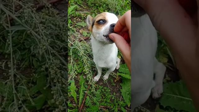 Вкусняшка 🙂 #собаки #чихуахуа #юмор #диета смотреть онлайн