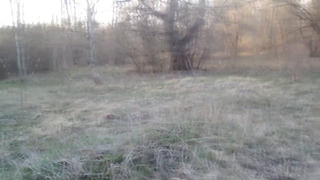 #3 добил место, посмотри что я себе купил... Коп с Ace Garrett 400i смотреть онлайн