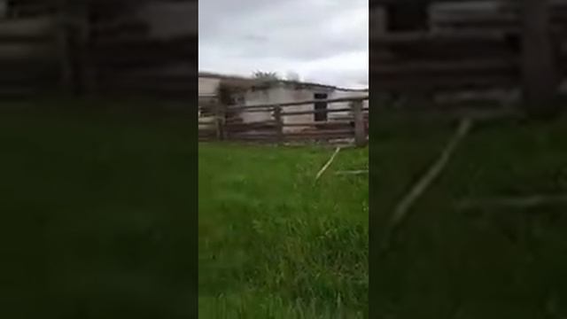 Петриковский район. Ферма. Падеж скота смотреть онлайн