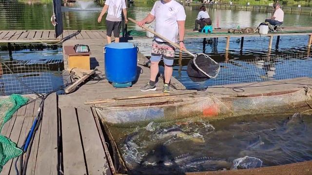 25.06.22 ""КРХ Белая Дача" ВИП - ЗОНА Запуск белуги ,осетра смотреть онлайн