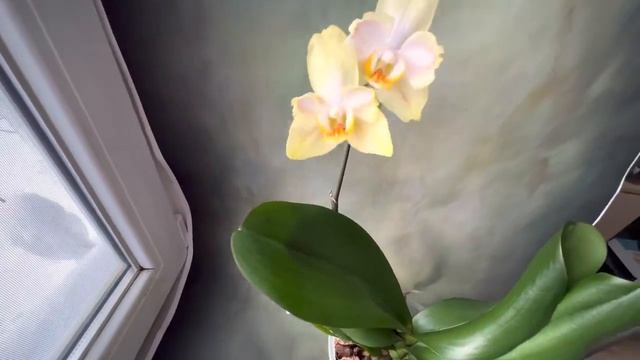 Бабулетка Golden Jaguar | Первое домашнее цветение светло желтого фаленопсиса бантика Голден Ягуар смотреть онлайн