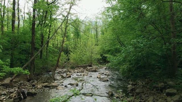 Relaxing Video & Music.Чарующий лес, водопад, пение птиц, сверчки!!! Музыка для сна и медитации!!!