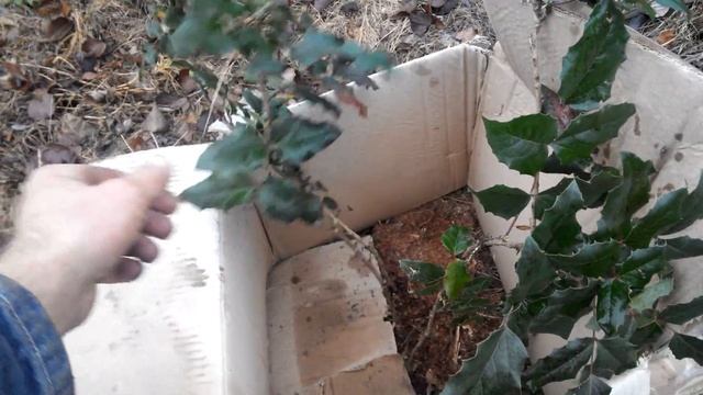 Магонія падуболистна.Декор саду. смотреть онлайн
