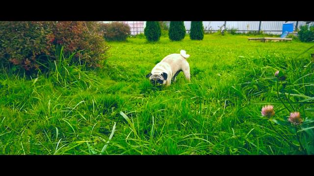 Ох уж эти смешные и дружные мопсы! смотреть онлайн