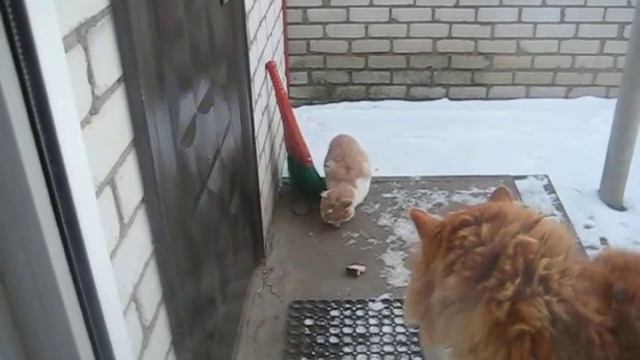 Дворовые коты обсуждают итоги вакцинации. смотреть онлайн