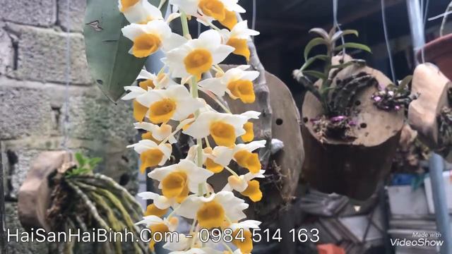 Hoa lan kiều vàng - Dendrobium thyrsiflorum смотреть онлайн