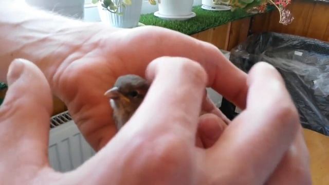 ?Пернатый пленник. ? смотреть онлайн