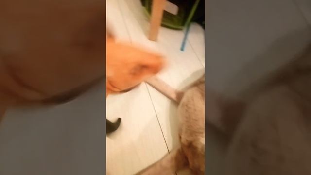 лиса и волк за команду пчела смотреть онлайн