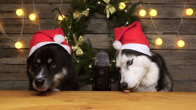 Christmas Treats For Dogs! Husky Reviews Food смотреть онлайн