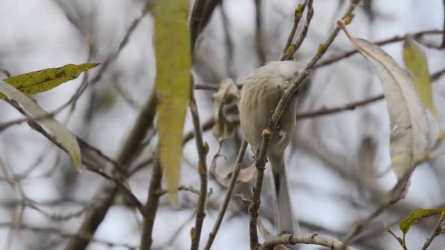 Урагус. Uragus sibiricus (Pallas, 1773) Long-tailed Rosefinch смотреть онлайн