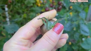 ТОМАТ ЧЕРРИ ВИШНЯ ЧЁРНАЯ. ОБЗОР КУСТА И ПОМИДОР.