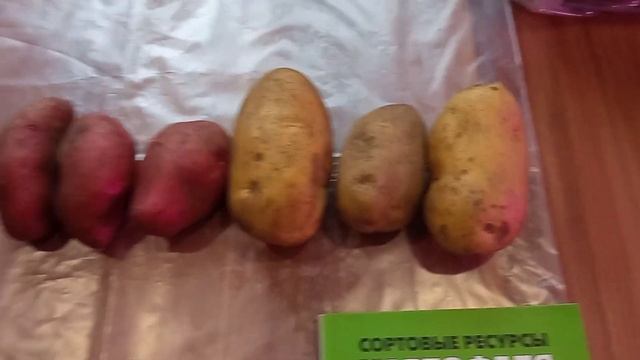 Сорта или мифы сынок и лапоть и другие народные вымыслы. смотреть онлайн